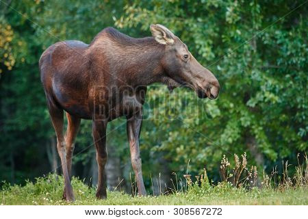 Moose Cow In Kincaid Park In Anchorage In Alaska
