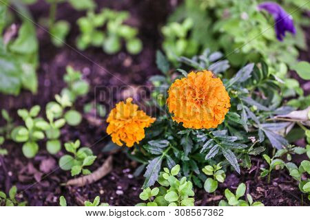 Close Up Of Yellow Orange Marigolds In Outdoor Garden