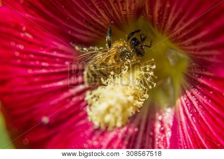 One Bee Collecting Pollen In The Maroon Flower Of Mallow