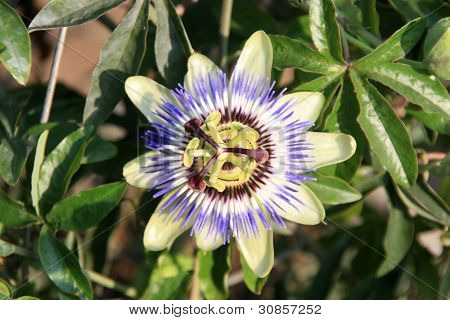 Passifloraceae bitki çiçek