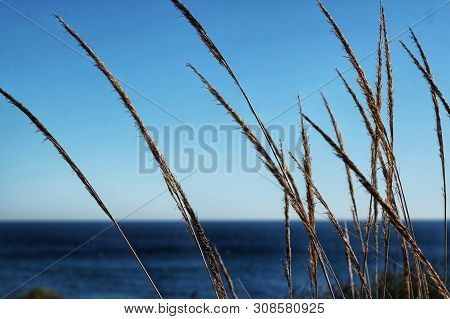 Macrochloa Tenacissima Plant In The Mountain Under The Sun