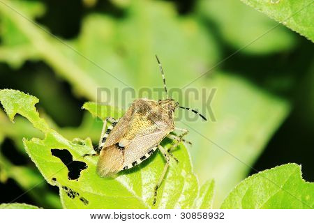 Stinkbug auf grünes Blatt In freier Wildbahn