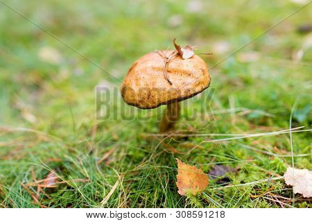 nature, environment and mushrooms concept - brown cap boletus growing in autumn forest
