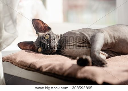 Grey Cat Sitting In An Armchair. Canadian Spynx Bold Cat Having Rest.