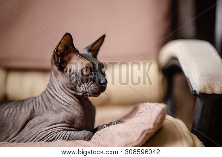 Grey Cat Sitting In An Armchair. Canadian Spynx Bold Cat Having Rest.