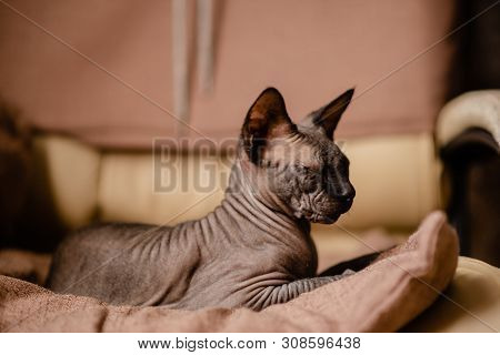 Grey Cat Sitting In An Armchair. Canadian Spynx Bold Cat Having Rest.