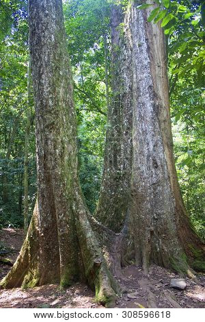Giant Tree In Cuc Phuong National Park In Vietnam
