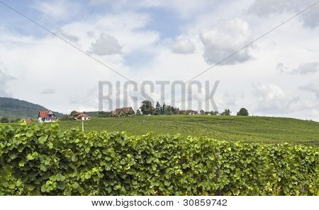 Mittelbergheim Alsace