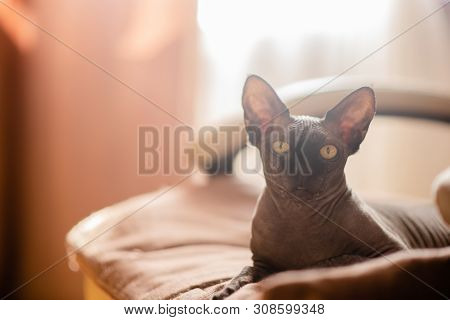 Grey Cat Sitting In An Armchair. Canadian Spynx Bold Cat Having Rest.