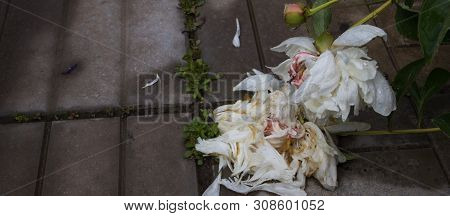 Summer Flowers, Beautiful Big Blooming Wite And Pinck Wilted Peony Flowers With Buds On A Concrete B