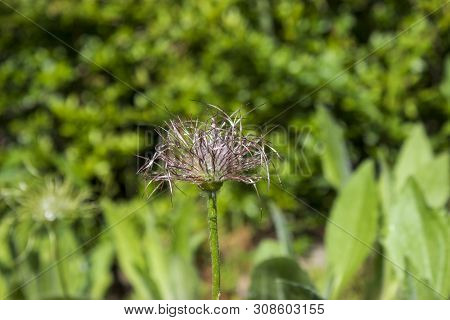 Pasque Flower After Flowering Pulsatilla Pratensis, Anemone Pratensis