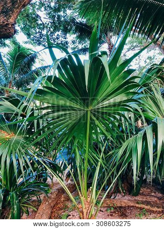 Palm Tree In Seychelles With Coconuts, Lodoicea Maldivica, Sunny Day And Blue Sky.
