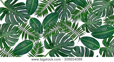 Horizontal Artwork Composition Of Trendy Tropical Green Leaves - Monstera, Palm And Ficus Elastica I