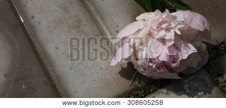 Summer Flowers, Beautiful Big Blooming Wite And Pinck Wilted Peony Flowers With Buds On A Concrete B
