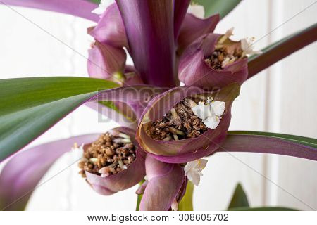 Tradescantia Spathacea Inflorescence. White Flower Of The Boat Lily Or Moses-in-the-cradle In Bloom