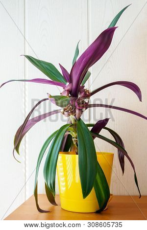 Tradescantia Spathacea In Yellow Pot. Flower Lily Boat Or Moses In The Cradle In Bloom
