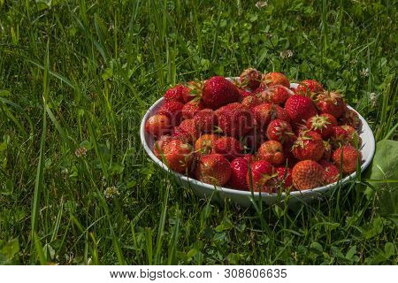 Plate With Wild Strawberry .ripe Red Fruit On Natural Background. Slective Focus