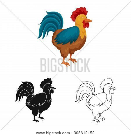Vector Design Of Cock And Bird Icon. Set Of Cock And Husbandry Stock Symbol For Web.