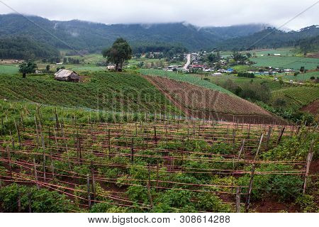 View Of Cabbage Fields In Northern Thailand