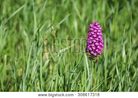 Pink Anacamptis Pyramidalis Flower In The Nature