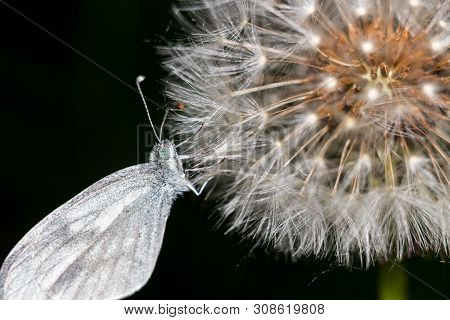 Wood White Butterfly (leptidea Sinapis) On A Dandelion Closeup