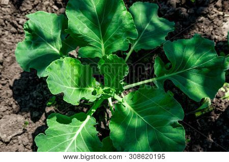 Photo Of Cabbage Sprout In The Garden. Bed With Young Cabbage In The Summer. Growing Cabbage In The 