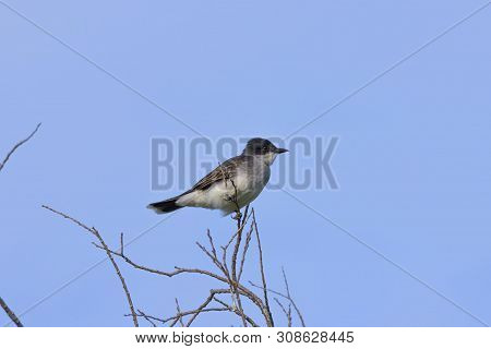 Eastern Kingbird (tyrannus Tyrannus) Sitting On A Branch Of A Bush