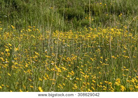 Meadow In The Forest With Yellow Flovers