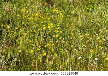 Meadow In The Forest With Yellow Flovers