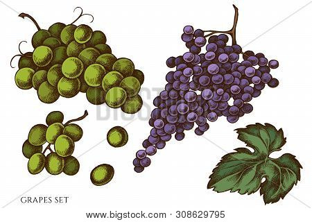 Vector Set Of Hand Drawn Colored Grapes Stock Illustration