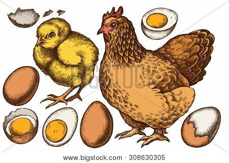 Vector Set Of Hand Drawn Colored Chicken, Eggs Stock Illustration