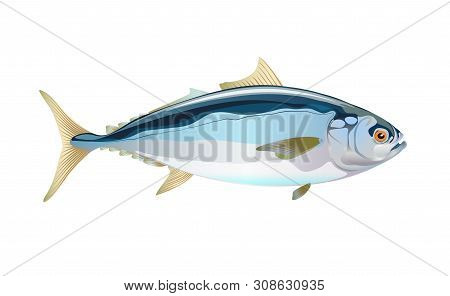 Japanese Yellowtail Fish, Isolated Flat On Light Background. Pacific Fresh Seafood In A Simple Style