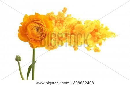Yellow anemone flower with smoke cloud. Creative Color Contcept. Isolated on white background.