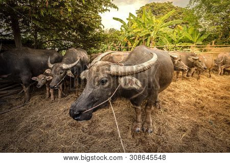 Group Of Thai Buffalo In The Farm, Thailand