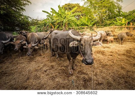 Group Of Thai Buffalo In The Farm, Thailand