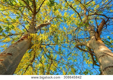 Cassia Fistula At Park In On Blue Sky Background In Thailand.