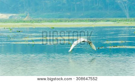 Closeup Of A Egret Heron (ardea Alba), A Common Species Of Milky White Water Bird Adorned With Buff 