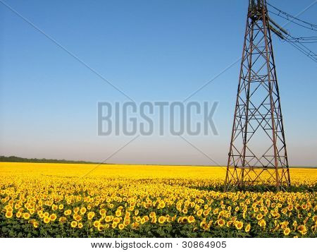 Großes Feld von Sonnenblumen in Sommertag