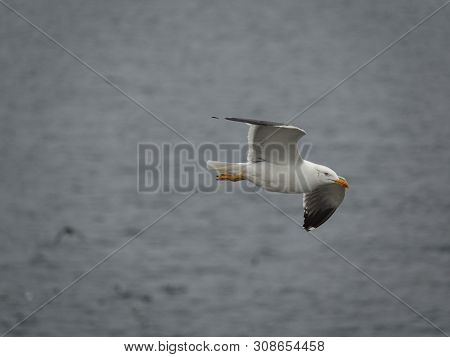 Lesser Black Backed Gull (larus Fuscus) Flying Over Ocean