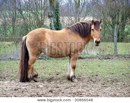 un cavallo