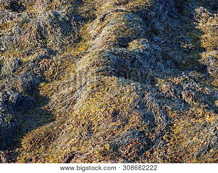 Ascophyllum Nodosum Is A Large, Common Cold Water This Dry Seaweed Is Along The Shore In Maine.