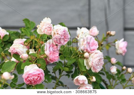 Romantic Pink Roses In The Garden Against The Background Of A Wooden House