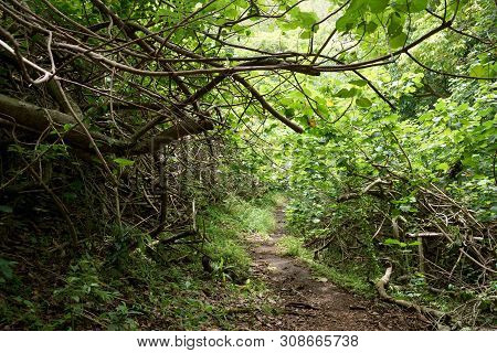 Downward Path Up The 'ualaka'a Trail In The Forest