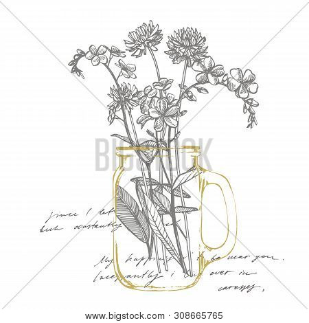 Branch Of Wild Plant Forget-me-not And Clover. Vintage Engraved Illustration. Bouquet Of Hand Drawn 