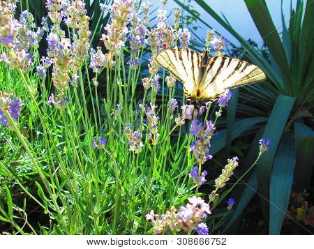 The Beautiful Batterfly.the Miracle Of Creation.the Wonderful Lavander.