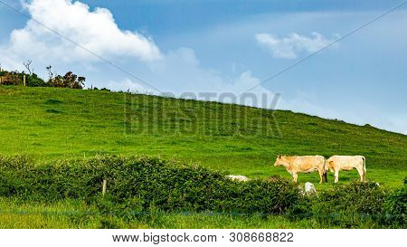Meadow With Two Cows Grazing Near The Village Of Doolin, Wild Atlantic Way, Beautiful Sunny Spring D