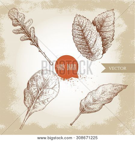 Herbs Sketch Set. Arugula, Mint Leaves, Basil And Bay Leaf. Hand Drawn Vector Illustrations. Retro S