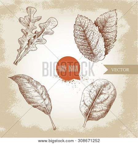 Herbs Sketch Set. Arugula, Mint Leaves, Basil And Bay Leaf. Hand Drawn Vector Illustrations. Retro S