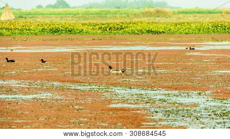 Spot Billed Duck Swans Geese Or Pati Hash(waterfowl Anatidae), A Chicken Size Bird Swimming In Lake 