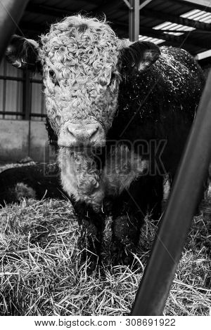 A Hereford Cow Shot Through The Bars Of A Feeding Trough In A Barn